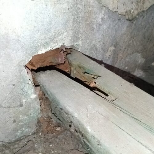 delisa-mykologicke-pruzkumy-foto5